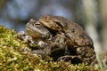 Toad love Royalty Free Stock Photo