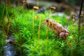 Toad in a luscious green forest with tiny stream