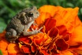 Toad on Marigold Flower Royalty Free Stock Photo