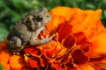 Toad on Marigold Flower