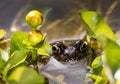 Toad at a marsh marigold flower Royalty Free Stock Photo