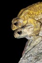 Toad mating Royalty Free Stock Photo