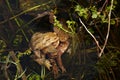 Toad mating in the fish pond Royalty Free Stock Photo