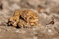 Toad mating, European toad Bufo bufo early spring Royalty Free Stock Photo