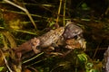 Toad mating in the fish pond Royalty Free Stock Photo