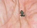 A toad in my hand. Tiny, 1cm in length. Royalty Free Stock Photo