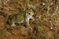 Toad Natterjack Epidalea calamita in its pond looking for a partner Royalty Free Stock Photo