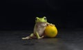 Toad and orange fruit Royalty Free Stock Photo