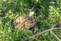 Toad pair - spawning season when toad migration Royalty Free Stock Photo