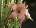 Toad plant, Stapelia gigantea succulent plant flower and boud