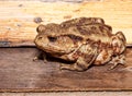 Toad - profile Royalty Free Stock Photo