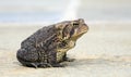 Toad profile Royalty Free Stock Photo