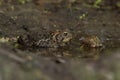 Toad and reflection in the water Royalty Free Stock Photo