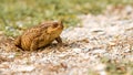 Toad on the road Royalty Free Stock Photo