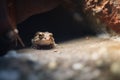 toad in the safety of a shadowed rock crevice