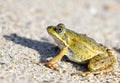 Toad on a sandy shore Royalty Free Stock Photo