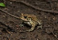 Toad on forest floor Royalty Free Stock Photo