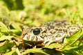 The toad on the grass Royalty Free Stock Photo
