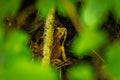 Toad sitting on ground Royalty Free Stock Photo