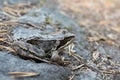 Toad sitting on a rock Royalty Free Stock Photo