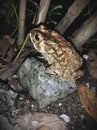 TOAD SITTING ON A ROCK