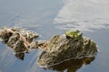 Toad sitting on a snag. Royalty Free Stock Photo