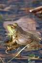 Toad Sitting in a Swamp Royalty Free Stock Photo