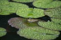 Toad sitting on a water lily in the rain Royalty Free Stock Photo