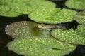 Toad sitting on a water lily in the rain Royalty Free Stock Photo