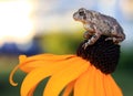 Toad sitting on Yellow Flower Royalty Free Stock Photo