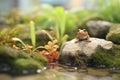 toad by a small garden pond Royalty Free Stock Photo