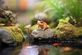 toad by a small garden pond Royalty Free Stock Photo