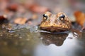 toad by a small garden pond Royalty Free Stock Photo