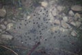 Toad spawn Royalty Free Stock Photo
