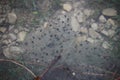 Toad spawn Royalty Free Stock Photo