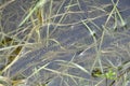 toad spawn in a pond Royalty Free Stock Photo