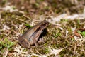 Toad of the species Rhaebo haematiticus Royalty Free Stock Photo
