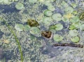 Toad in the swamp Royalty Free Stock Photo