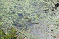 Toad in the swamp Royalty Free Stock Photo