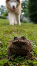 Toad Swell on The Lawn Royalty Free Stock Photo