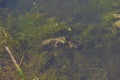 A toad swim among green tina in dirty pond water,