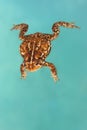 toad swimming in a pool Royalty Free Stock Photo