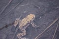 Toad swimming under water in pond at spring Royalty Free Stock Photo