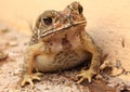 Toad thai Royalty Free Stock Photo