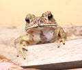 Toad thai Royalty Free Stock Photo