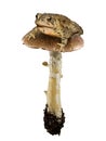 Toad on a toadstool Royalty Free Stock Photo