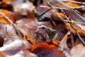 Toad traveling in the leaves Royalty Free Stock Photo
