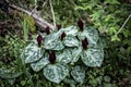 Toad Trillium, Toadshade Trillium, Trillium sessile