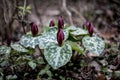 Toad Trillium, Toadshade Trillium, Trillium sessile