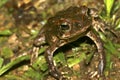 Toad, Amazonia, Ecuador Royalty Free Stock Photo